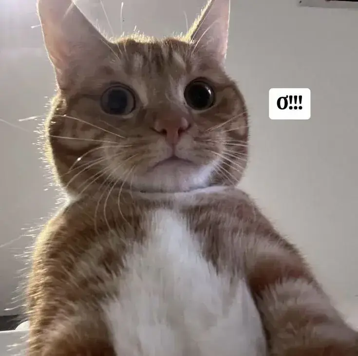 Biểu cảm chú mèo bối rối gương mặt méo mó cực nhây