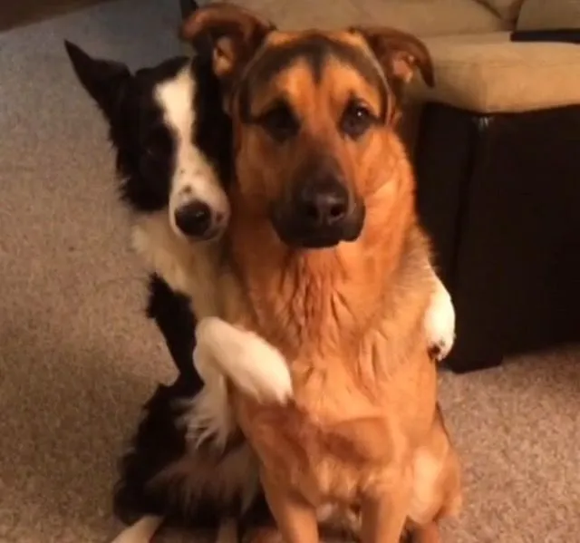 Hình chế chú chó ôm cảm động chân thành