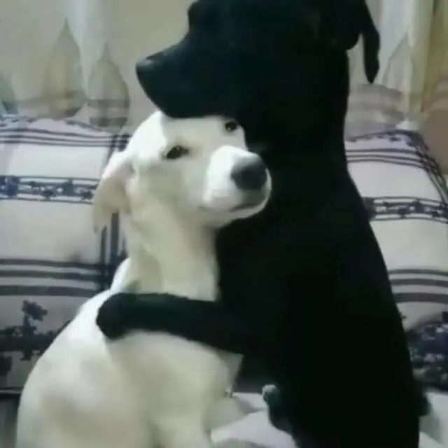 Hình chế 2 chú chó ôm tình thân sâu nặng