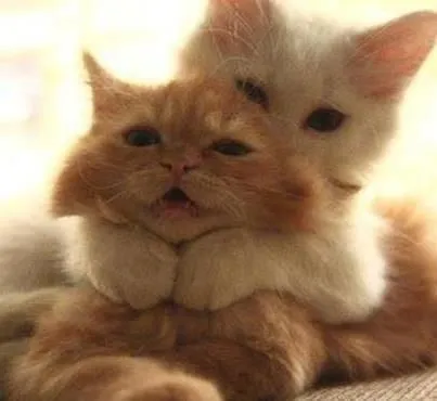 Meme 2 chú mèo ôm nhau cảm động sâu sắc