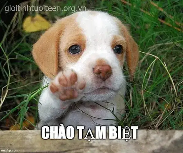 Meme chó con tạm biệt ánh mắt lưu luyến, nụ cười gượng gạo lạ thường