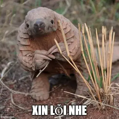 Meme xin lỗi chắp tay nhìn cực hài