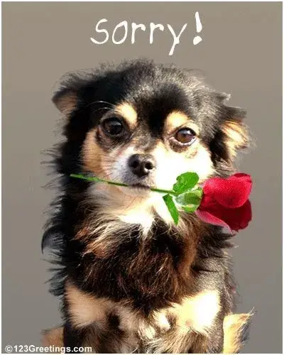 Ảnh chế chú chó ngượng ngùng khi phải xin lỗi