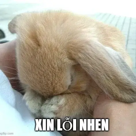 Meme xin lỗi quỳ gối dí dỏm