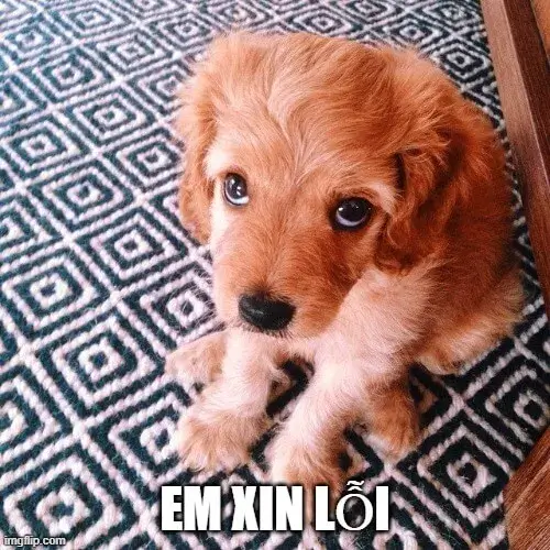 Ảnh chế cúi đầu xin lỗi ngộ nghĩnh cực thú vị