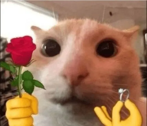 Meme mèo tặng hoa và nhẫn xin lỗi người yêu