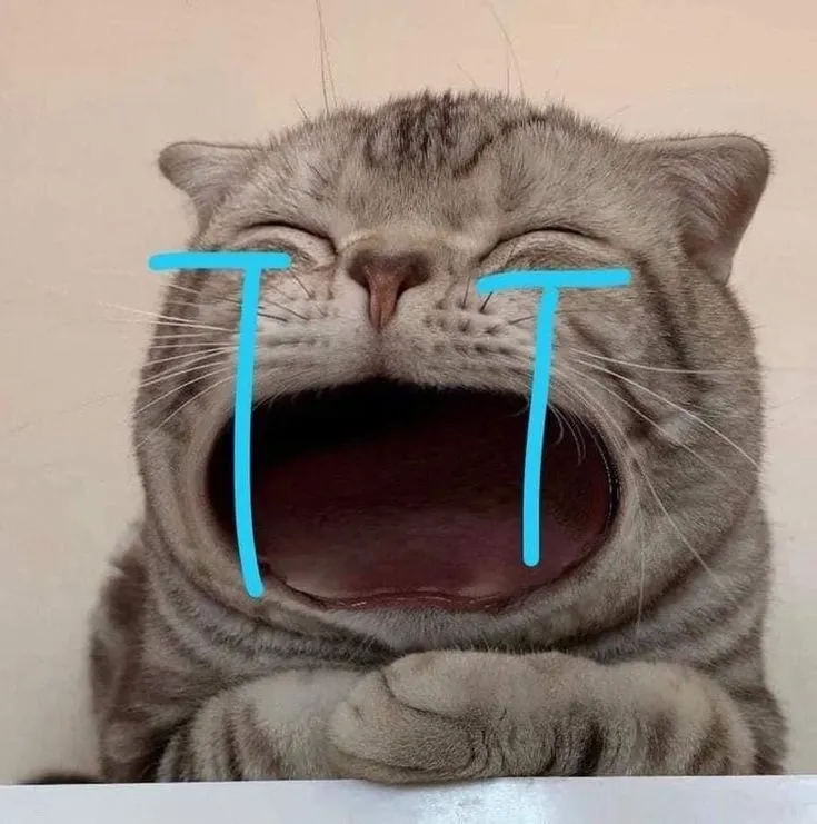 Meme mèo lúng túng khóc lóc khi người yêu giận dỗi