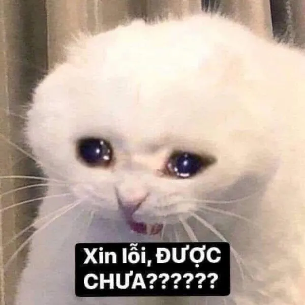 Meme mèo xin lỗi, được chưa?