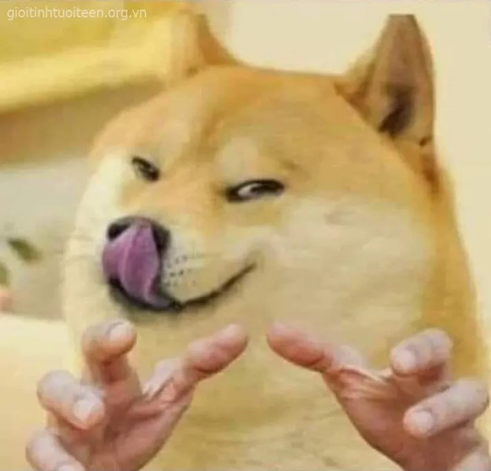 Con chó ngốc nghếch tạo cảm giác buồn cười khó quên.