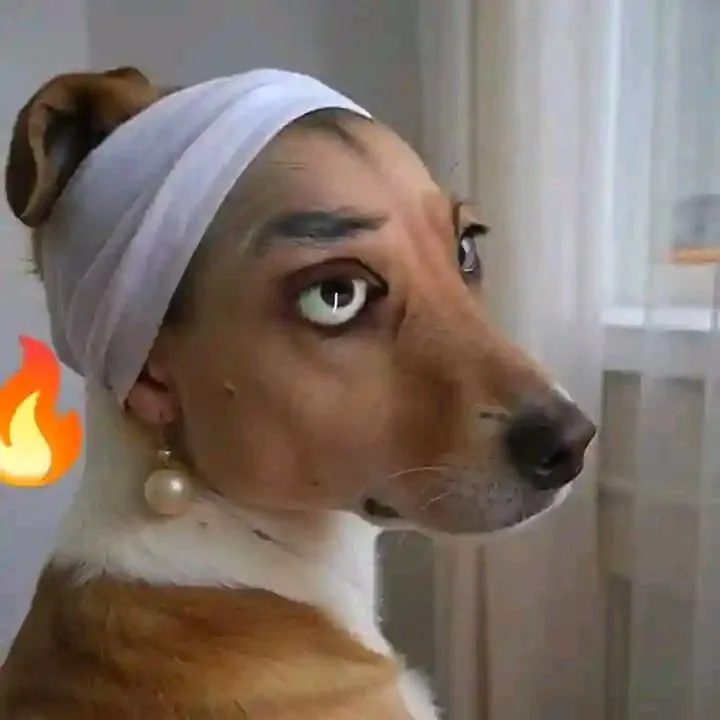 Ảnh đại diện chó vô tri gương mặt đơ ngây ngô thú vị.