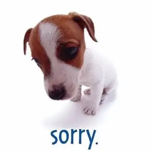 Meme hài cầu hòa thể hiện lời xin lỗi nhẹ nhàng