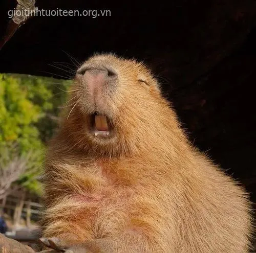 Ảnh đại diện capybara cực bá đạo hài hước.