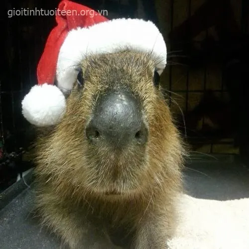 Hình avatar capybara với nét mặt cute ngố.