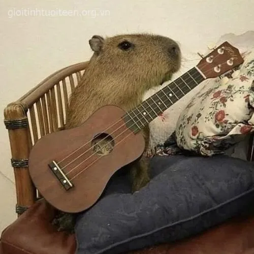 Avatar capybara phong thái ngầu tĩnh lặng.