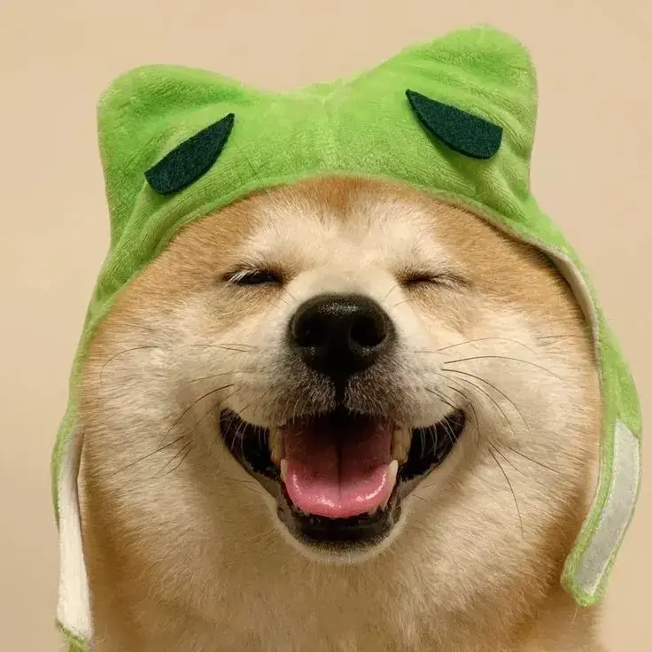 Avatar chó con Shiba Inu vô tư ngây thơ Avatar chó con Shiba Inu vô tư ngây thơ