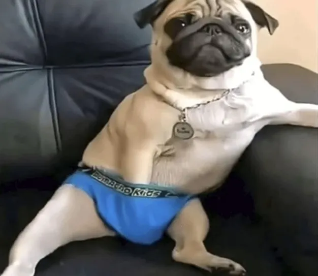 Ảnh đại diện chó vô tri gương mặt ngốc nghếch đáng yêu.