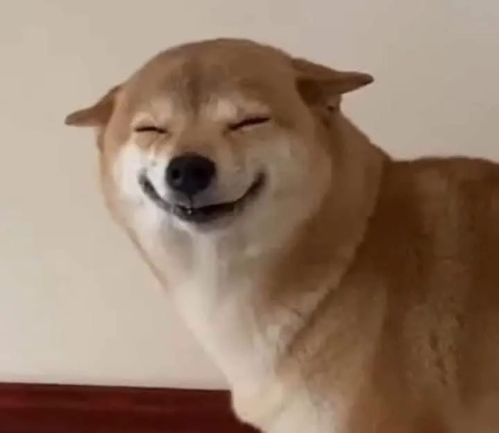 Chú chó ngơ ngác ánh mắt vô hồn nhưng đáng yêu.