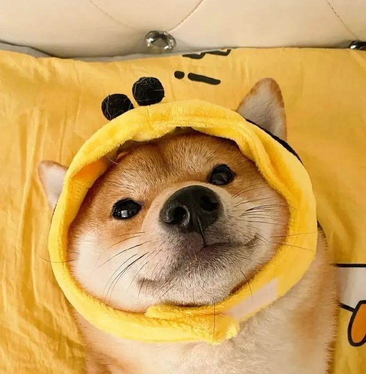 Avatar Shiba mặc áo khoác nhỏ, dáng vẻ đáng yêu.