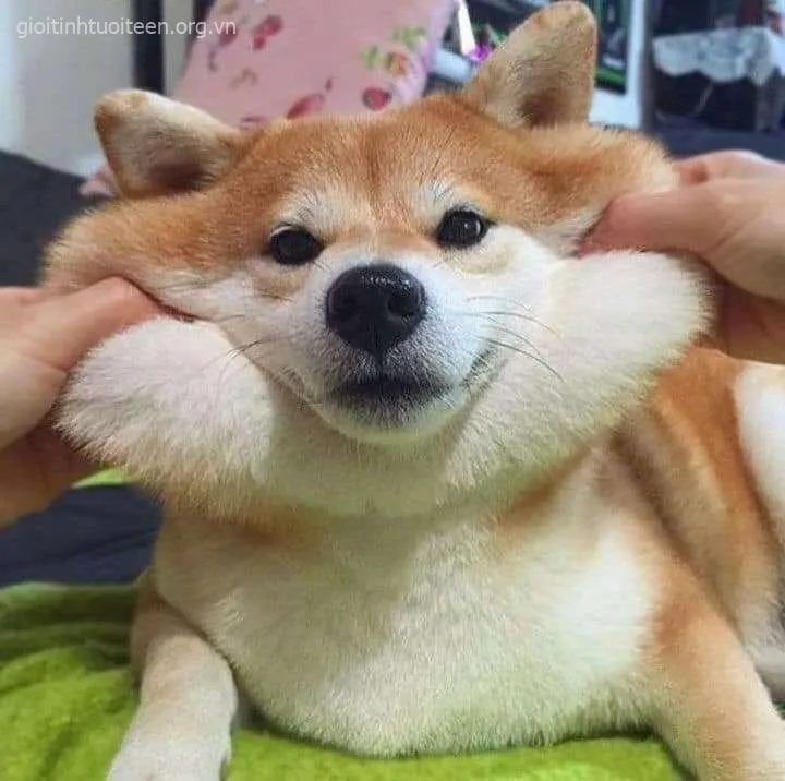 Avatar Shiba tai dựng thẳng, gương mặt nhỏ xinh dễ thương.