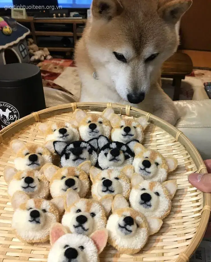 Meme Shiba lè lưỡi vui nhộn, khiến ai cũng bật cười.