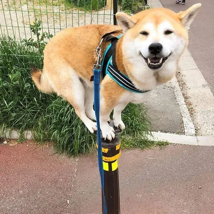 Avatar Shiba ánh mắt long lanh, nhìn cute hết mức.