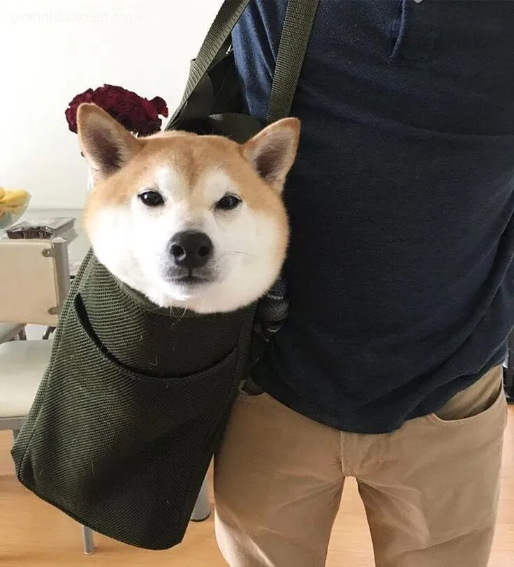 Avatar Shiba ánh mắt hiền lành, nhìn vô cùng thân thiện.