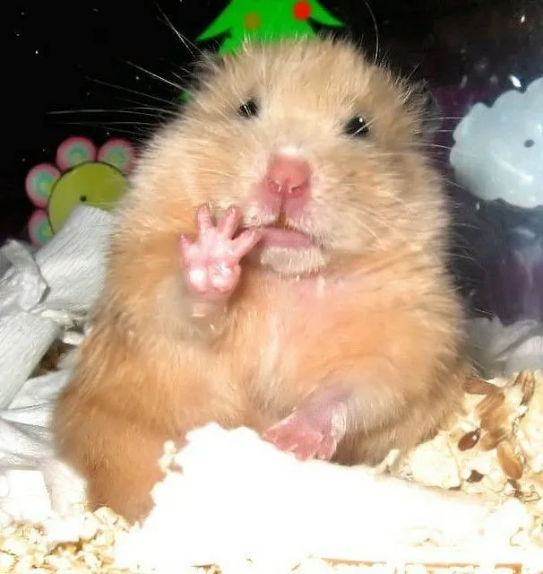 Avatar hamster ngọt ngào cực kỳ đáng yêu