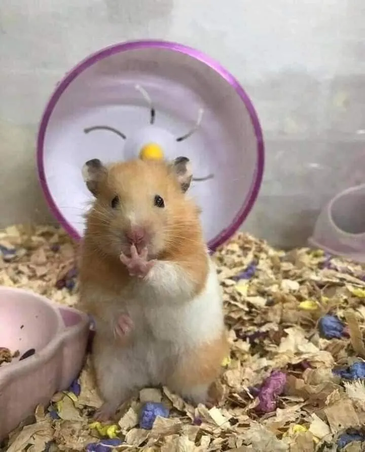 Hình hamster thanh thoát đôi má tròn xinh