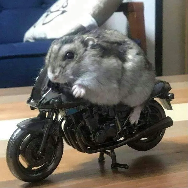 Avatar hamster mũm mĩm dáng ngồi ngộ nghĩnh