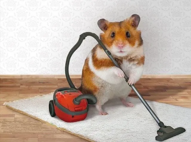 Hình hamster hiền dịu cực kỳ dễ thương