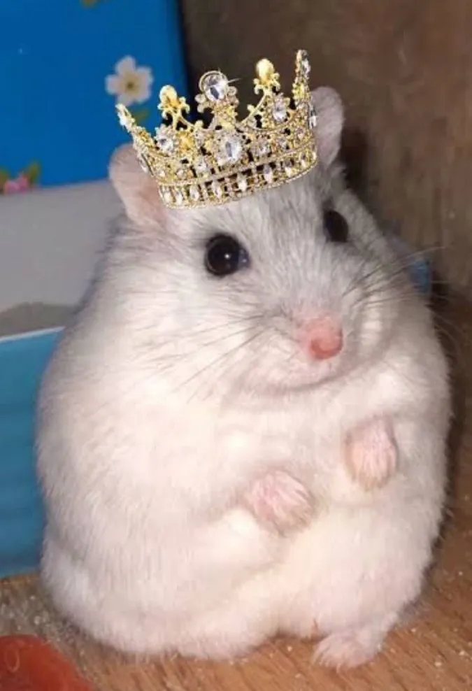 Ảnh hamster trong trẻo cực dễ thương