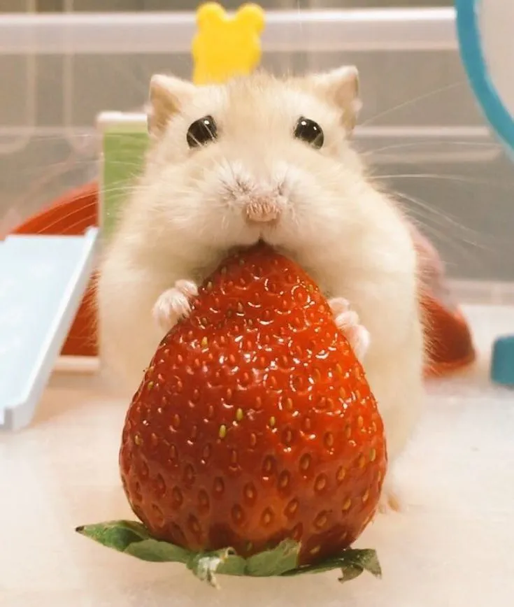Hình hamster ngộ nghĩnh cực kỳ dễ cưng