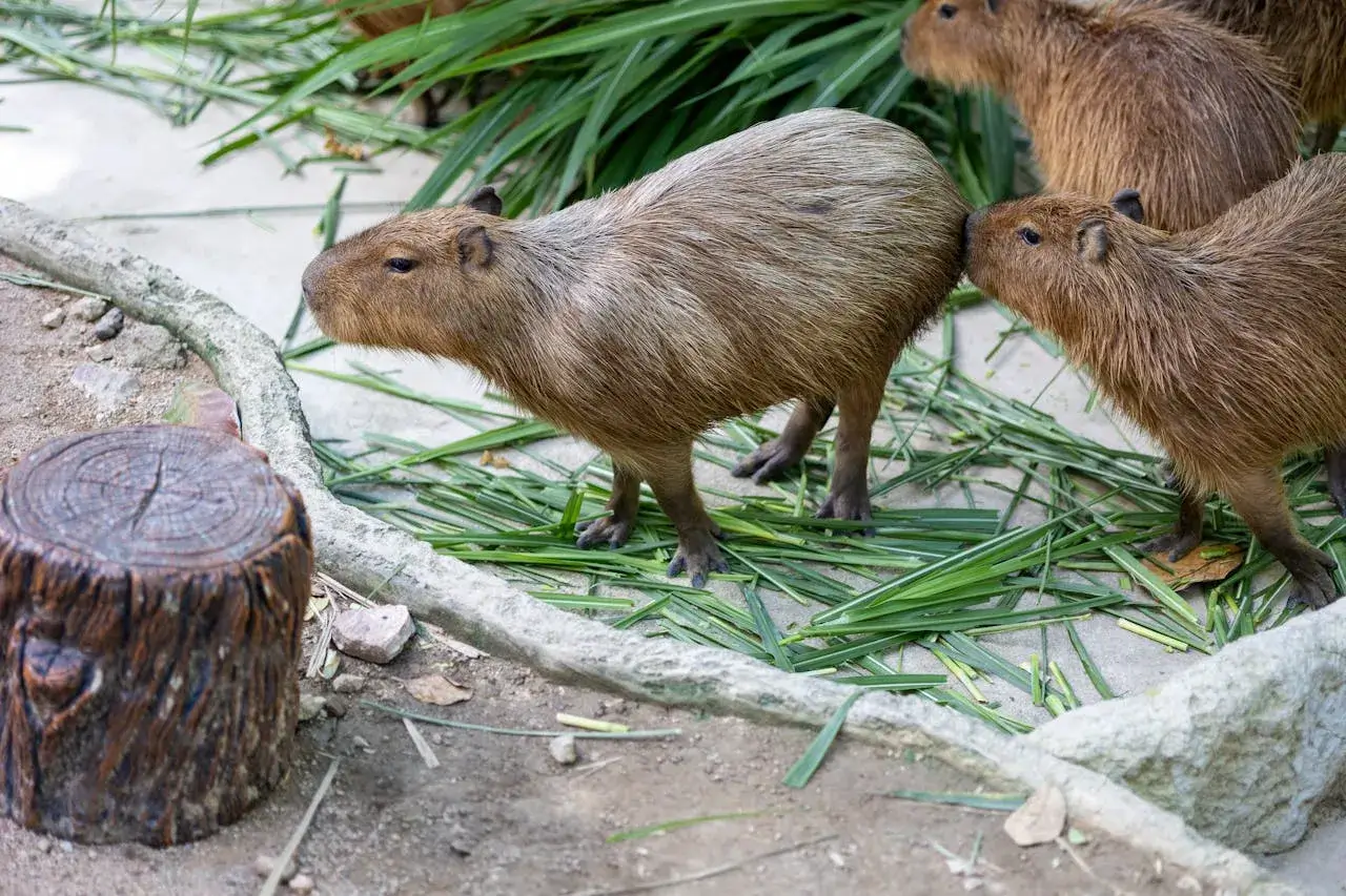 Capybara Avatar Meme – Thư giãn, hài hước và lan tỏa vibe chill
