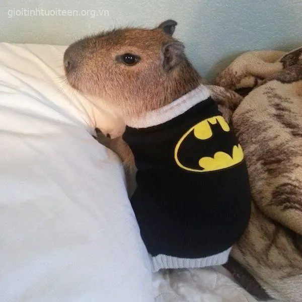 Hình capybara mặc đồ Batman đáng yêu.