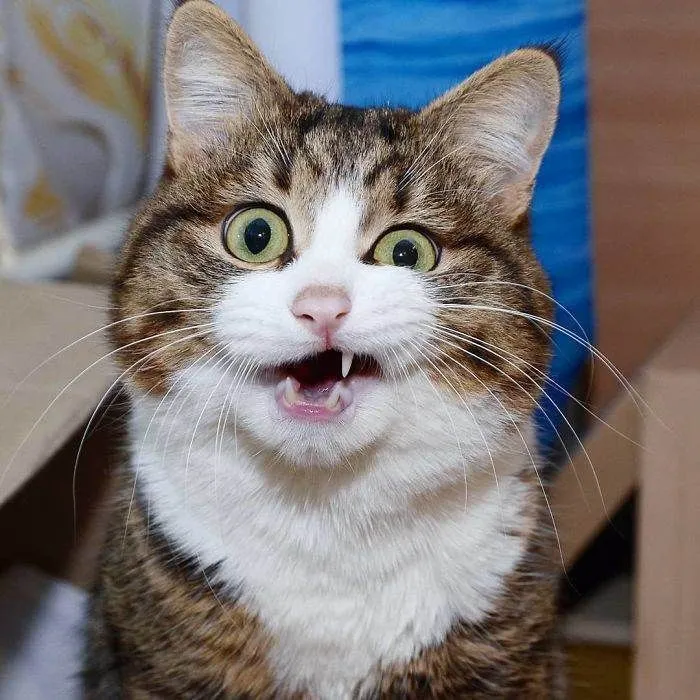 Bộ sưu tập avatar mèo vô tri siêu đáng yêu 