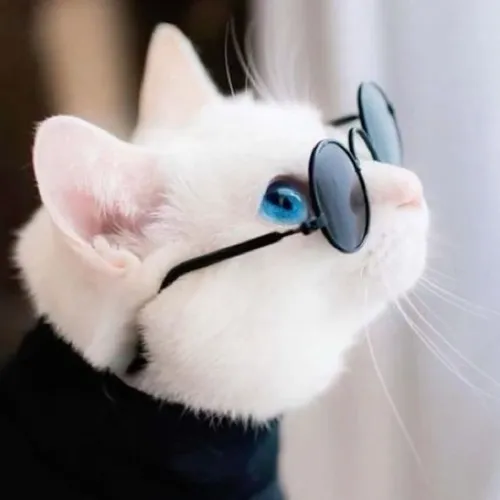 Full 160+ ảnh Avatar Mèo Vô Tri hài hước cute ngơ ngác nhưng đầy bá đạo