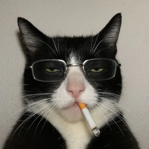 Ảnh đại diện ảnh mặt lạnh mèo vô tri dùng độ tương phản thấp gây hài