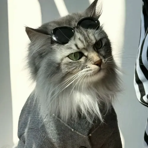 Ảnh cá nhân ảnh ngơ mèo vô tri phối tranh nét ít tạo nhịp hài nhã