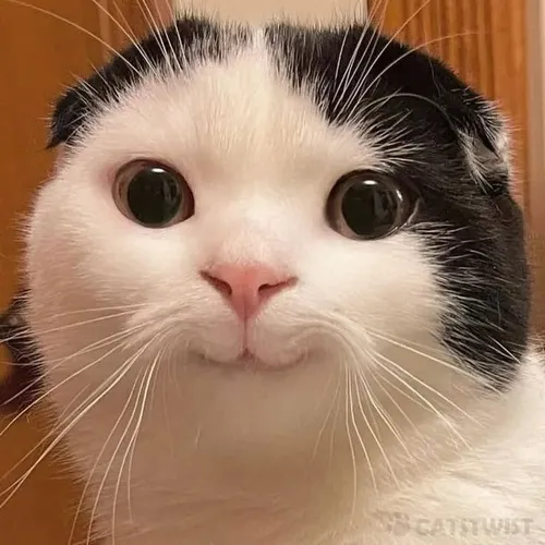 Ảnh avatar avatar mèo vô tri kèm tông màu nhẹ tối giản