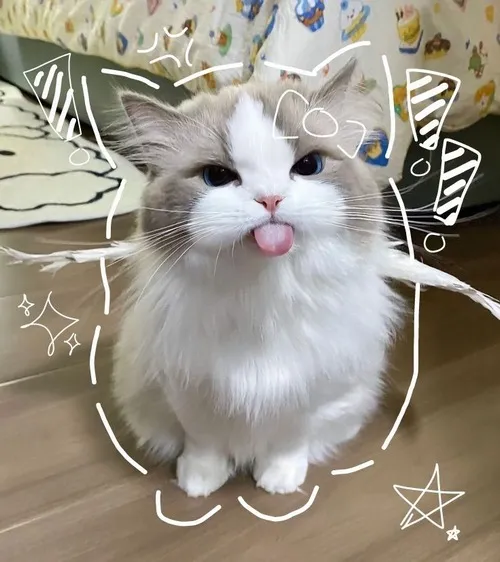 Hình avatar cute ảnh đơ mèo vô tri áp chủ thể chính diện rõ ràng tối giản