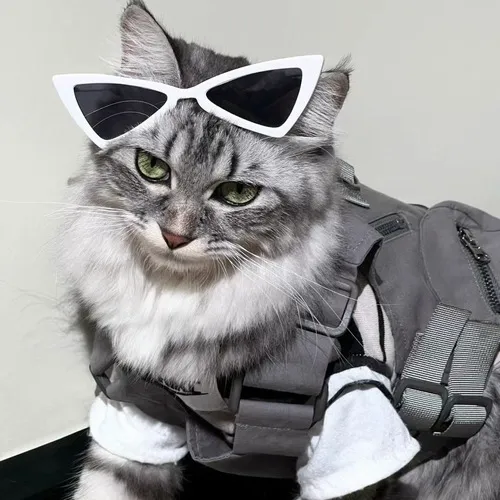 Gợi ý ảnh đại diện mèo vô tri dành cho người mê hài hước và thích nét ngố