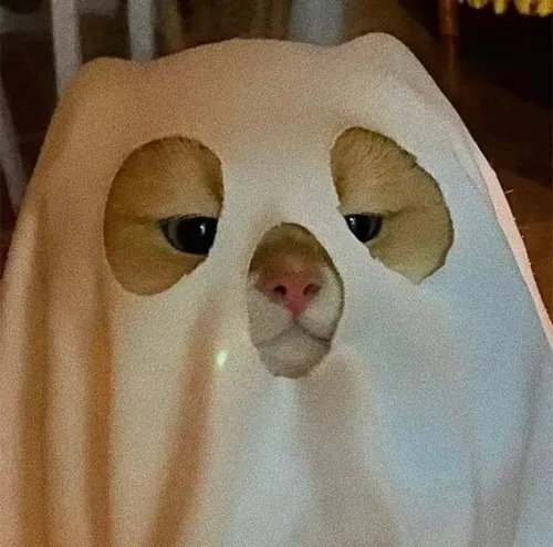 Hình đại diện cute ảnh đơ mèo vô tri tạo biểu cảm vô hồn độc đáo