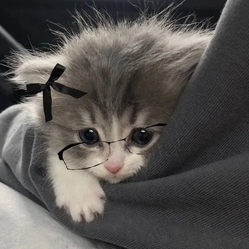 Khi avatar mèo vô tri trở thành dấu ấn vui nhộn mỗi lần bạn xuất hiện