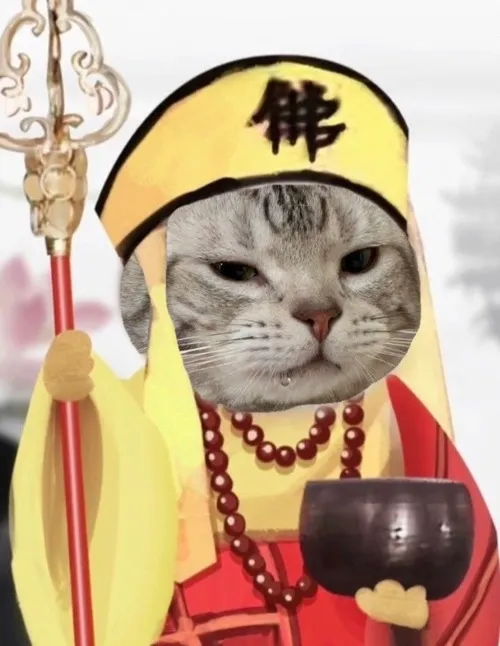 Avatar dễ thương ảnh trống rỗng mèo vô tri giữ biểu cảm vô hồn cho hiệu ứng vui