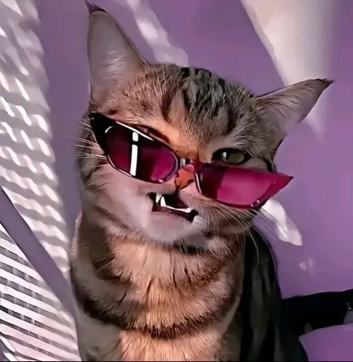 Hình profile cute ảnh không phản ứng mèo vô tri có trang phục đời thường tinh tế