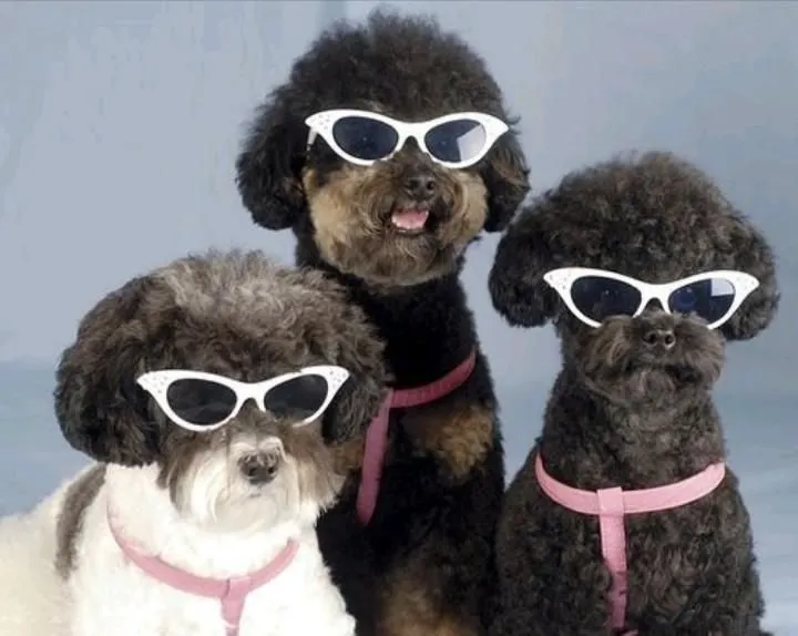 Hình đại diện team 3 thành viên bựa, biểu cảm troll cực vui nhộn.