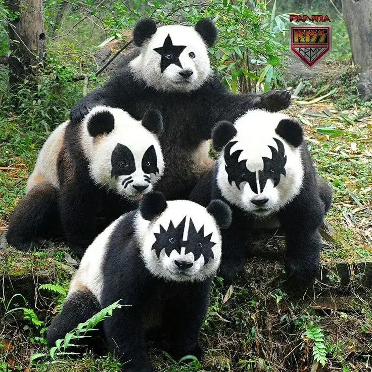 Avatar nhóm bạn 4 gấu trúc bựa, cực kỳ lầy lội và hài hước.