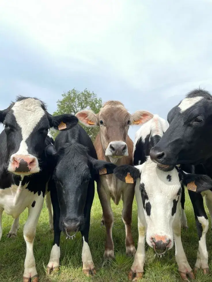 Avatar nhóm 5 chú bò vô tri, nét mặt ngây ngô cực ngáo.