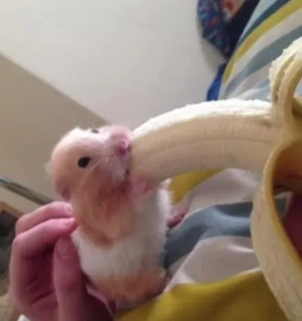 Meme chú chuột Hamster ăn chuối vui nhộn bá đạo Meme chú chuột Hamster ăn chuối vui nhộn bá đạo