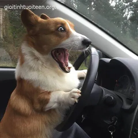 Meme Corgi shock dáng ngồi căng thẳng troll